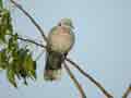 Tourterelle pleureuse Streptopelia decipiens