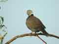 Tourterelle pleureuse Streptopelia decipiens