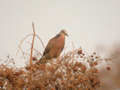 Tourterelle tigrine Streptopelia chinensis