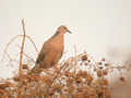 Tourterelle tigrine Streptopelia chinensis