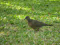 Tourterelle tigrine Streptopelia chinensis