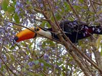 Toucan toco Ramphastos toco