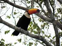 Toucan toco Ramphastos toco