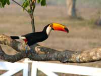 Toucan toco Ramphastos toco