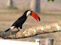 Toucan toco Ramphastos toco