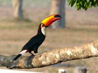 Toucan toco Ramphastos toco