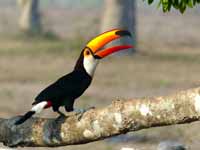 Toucan toco Ramphastos toco