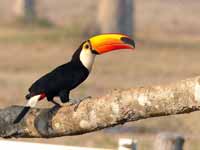 Toucan toco Ramphastos toco