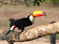 Toucan toco Ramphastos toco