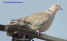 Streptopelia decaocto