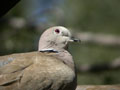 Tourterelle turque Streptopelia decaocto