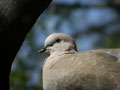 Tourterelle turque Streptopelia decaocto