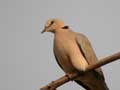 Tourterelle vineuse Streptopelia vinacea