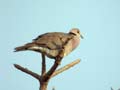 Tourterelle vineuse Streptopelia vinacea