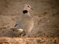 Tourterelle vineuse Streptopelia vinacea