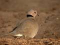 Tourterelle vineuse Streptopelia vinacea