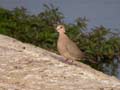 Tourterelle vineuse Streptopelia vinacea