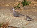 Tourterelle vineuse Streptopelia vinacea