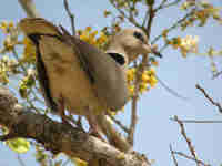 Tourterelle vineuse Streptopelia vinacea