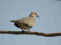 Tourterelle vineuse Streptopelia vinacea