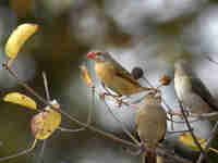 Travailleur à bec rouge Quelea quelea