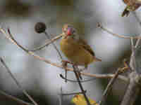 Travailleur à bec rouge Quelea quelea