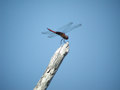 Traméa vermillon Tramea abdominalis