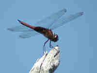 Traméa vermillon Tramea abdominalis