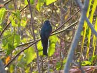 Trogon couroucou Trogon curucui