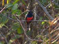 Trogon couroucou Trogon curucui