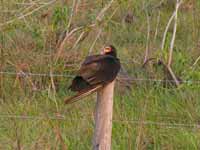 Urubu à tête jaune Cathartes burrovianus