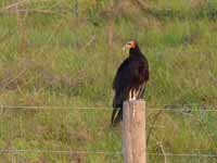 Urubu à tête jaune Cathartes burrovianus