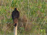 Urubu à tête jaune Cathartes burrovianus