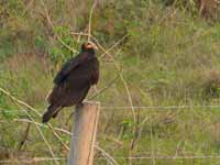 Urubu à tête jaune Cathartes burrovianus