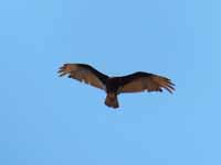 Urubu à tête jaune Cathartes burrovianus