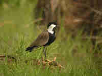 Vanneau éperonné Vanellus spinosus