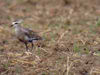 Vanneau sociable Vanellus gregarius