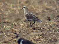 Vanneau sociable Vanellus gregarius