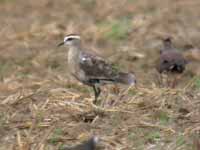 Vanneau sociable Vanellus gregarius