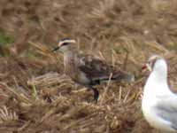 Vanneau sociable Vanellus gregarius