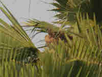Vautour africain Gyps africanus