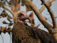 Vautour charognard Necrosyrtes monachus