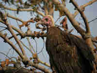 Vautour charognard Necrosyrtes monachus