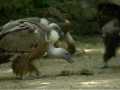 Vautour fauve Gyps fulvus