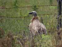 Vautour fauve Gyps fulvus