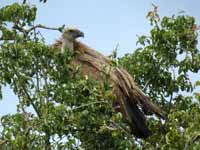 Vautour fauve Gyps fulvus