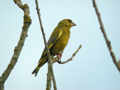 Verdier d’Europe Chloris chloris