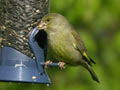 Verdier d’Europe Chloris chloris