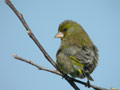 Verdier d’Europe Chloris chloris