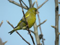 Verdier d’Europe Chloris chloris